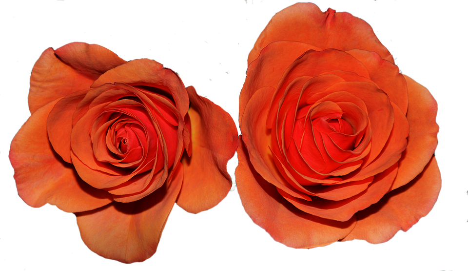 Twin Orange Roses PNG