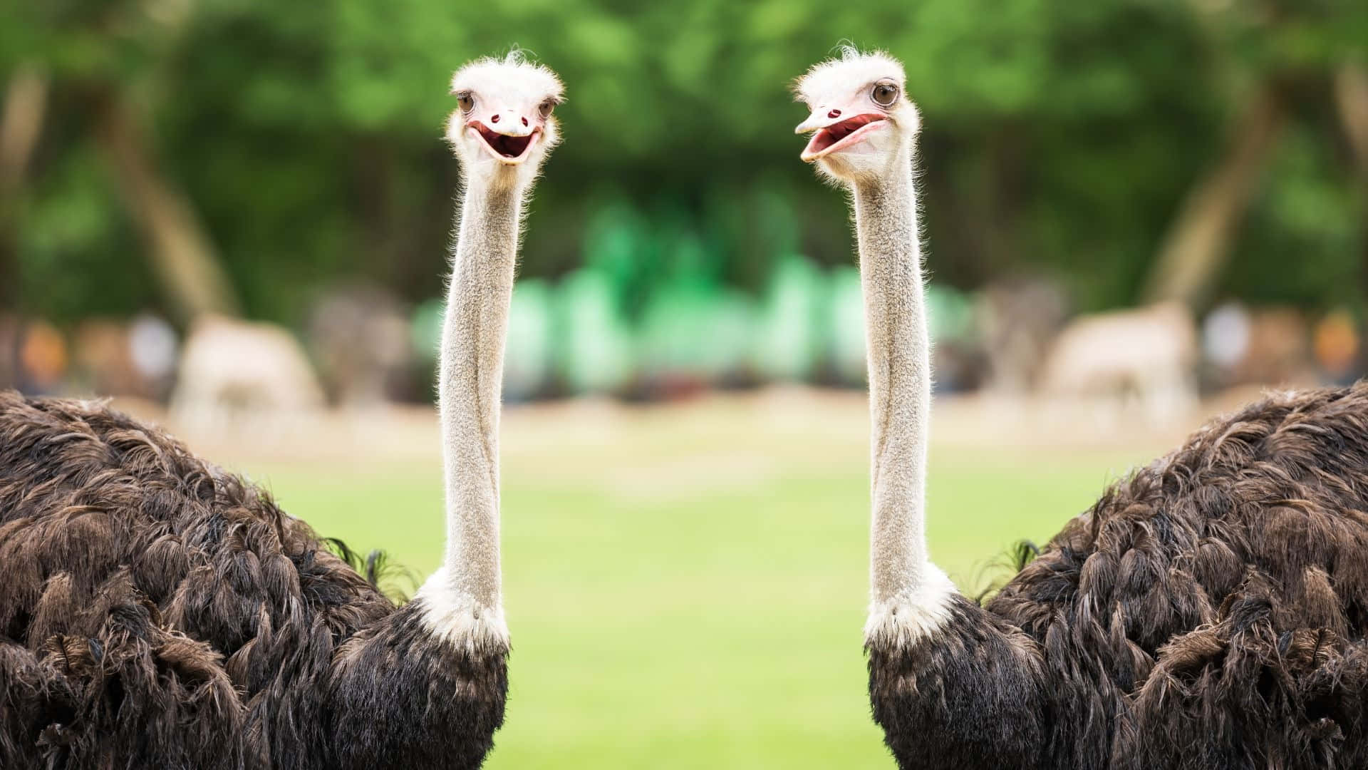 Twin Ostriches Standing Together Wallpaper