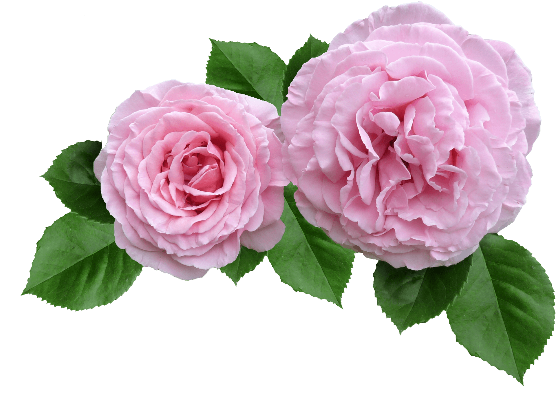 Twin Pink Roses Transparent Background.png PNG