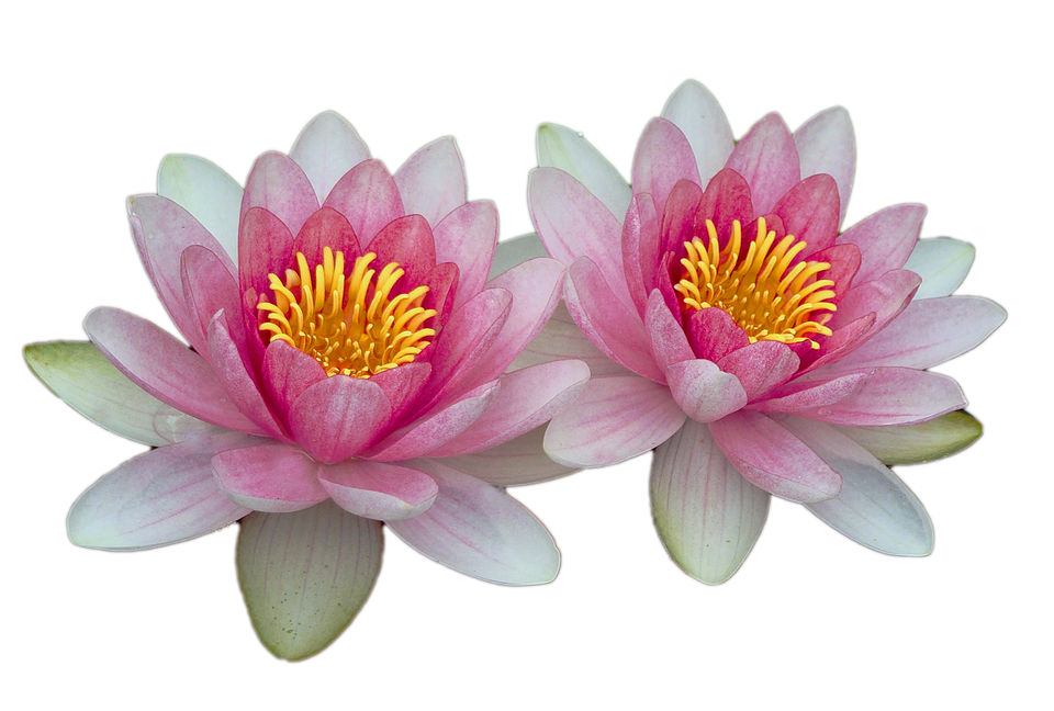 Twin Pink Water Lilies PNG