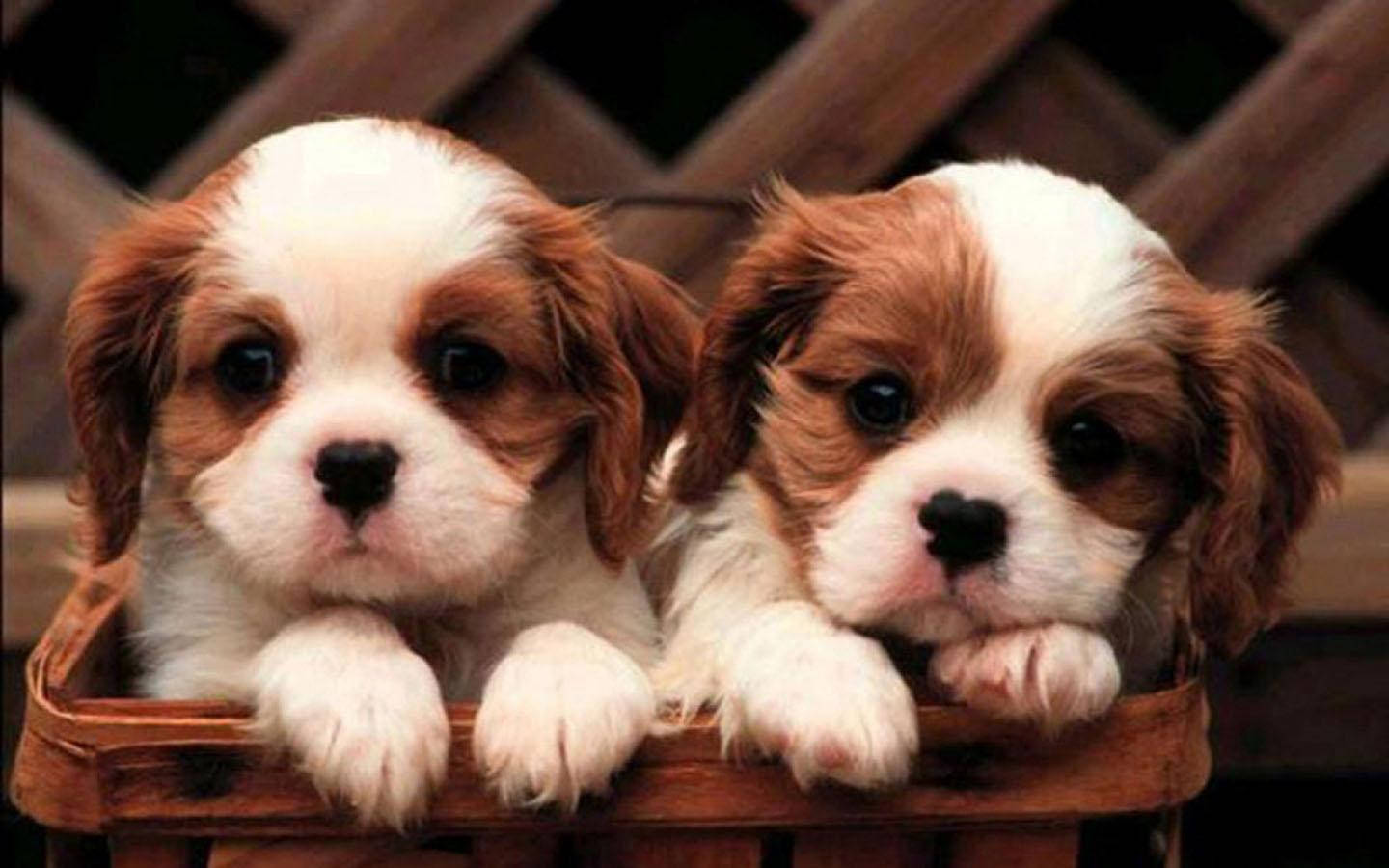 Twin Puppies In A Basket