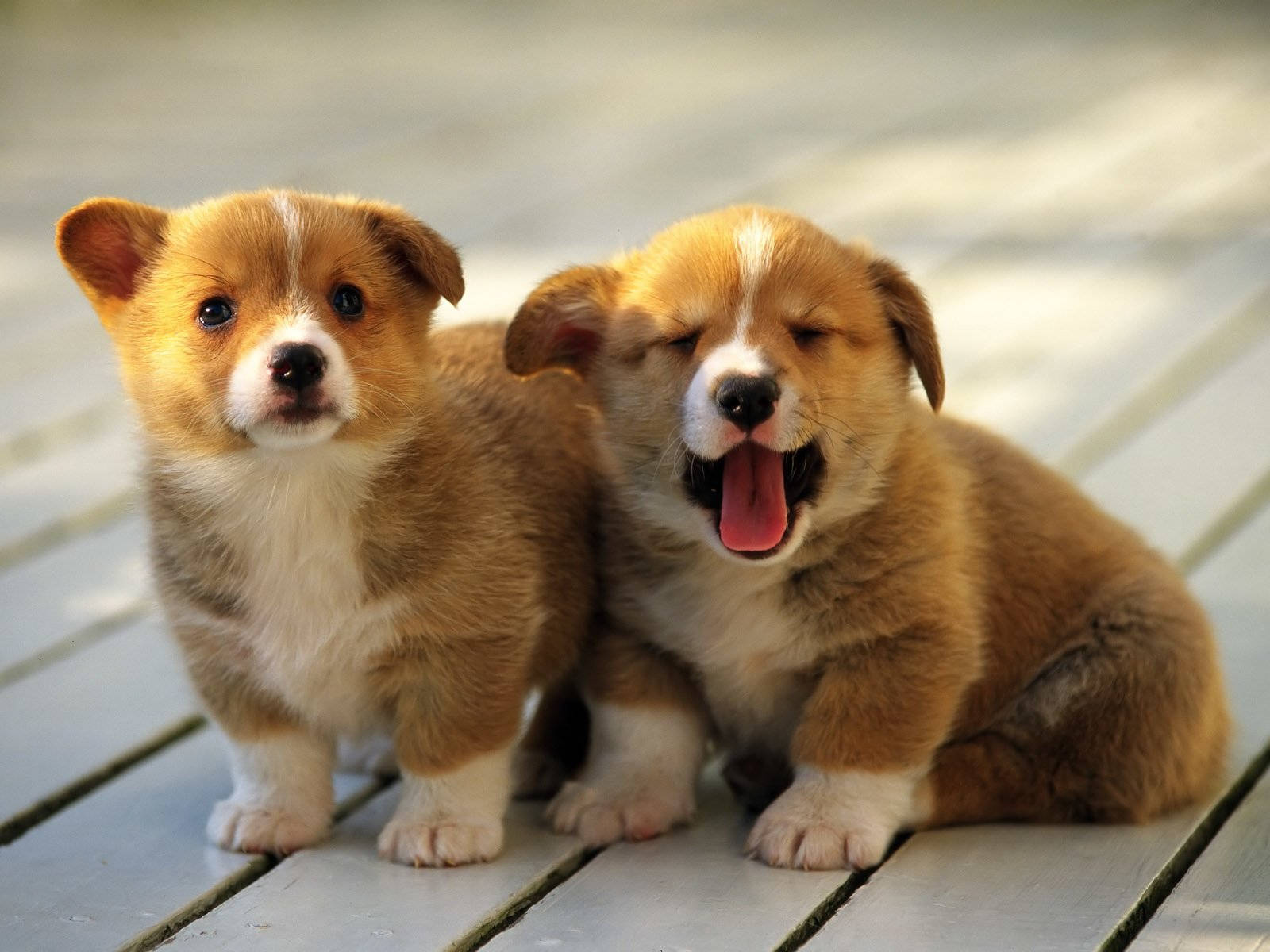 Twin Puppies Picture