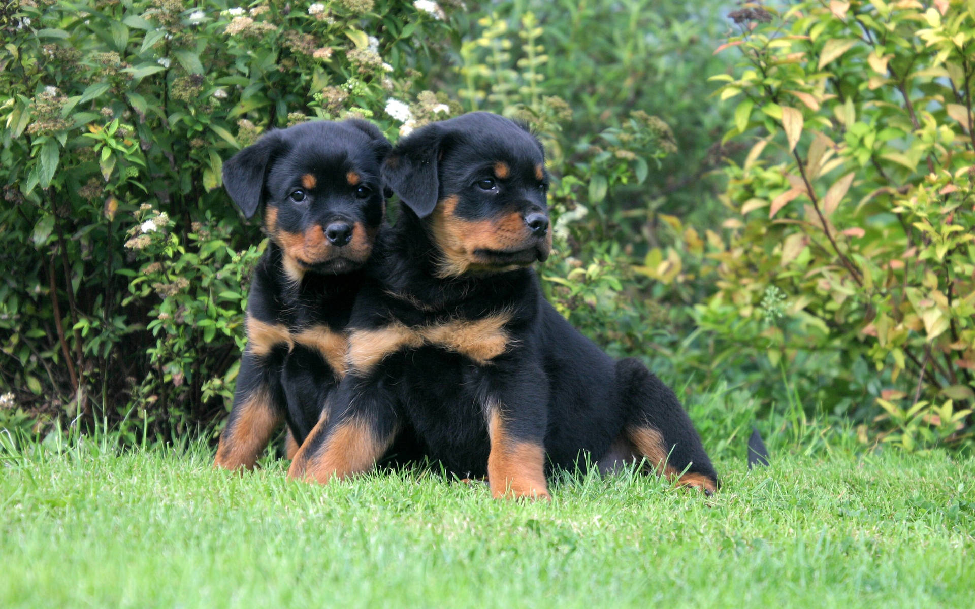 Twin Rottweiler Puppies Wallpaper