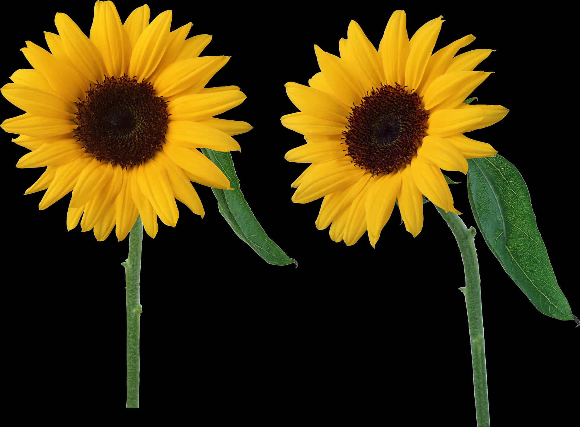 Twin Sunflowers Black Background PNG