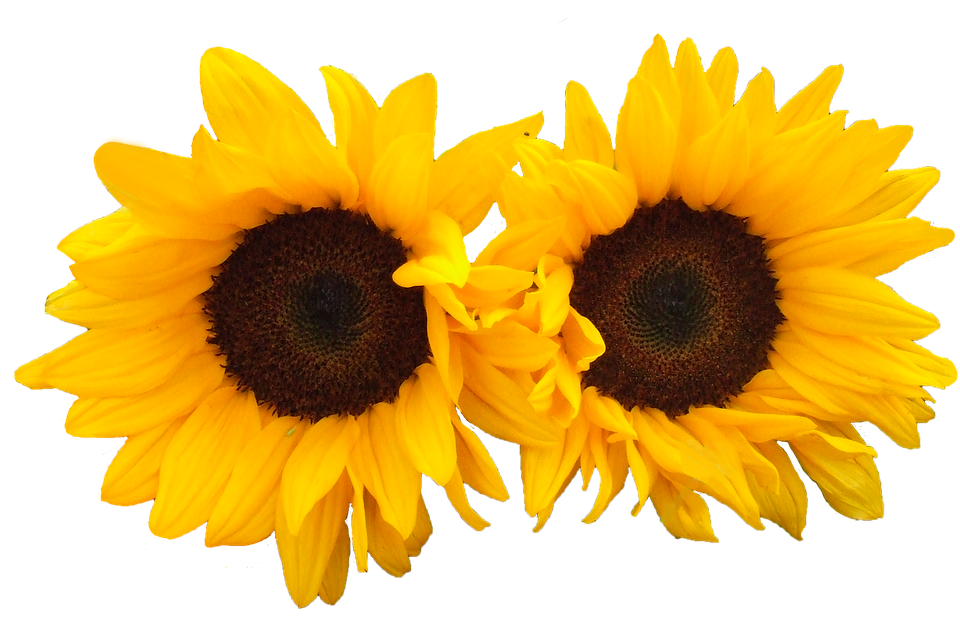 Twin Sunflowerson Blue Background PNG