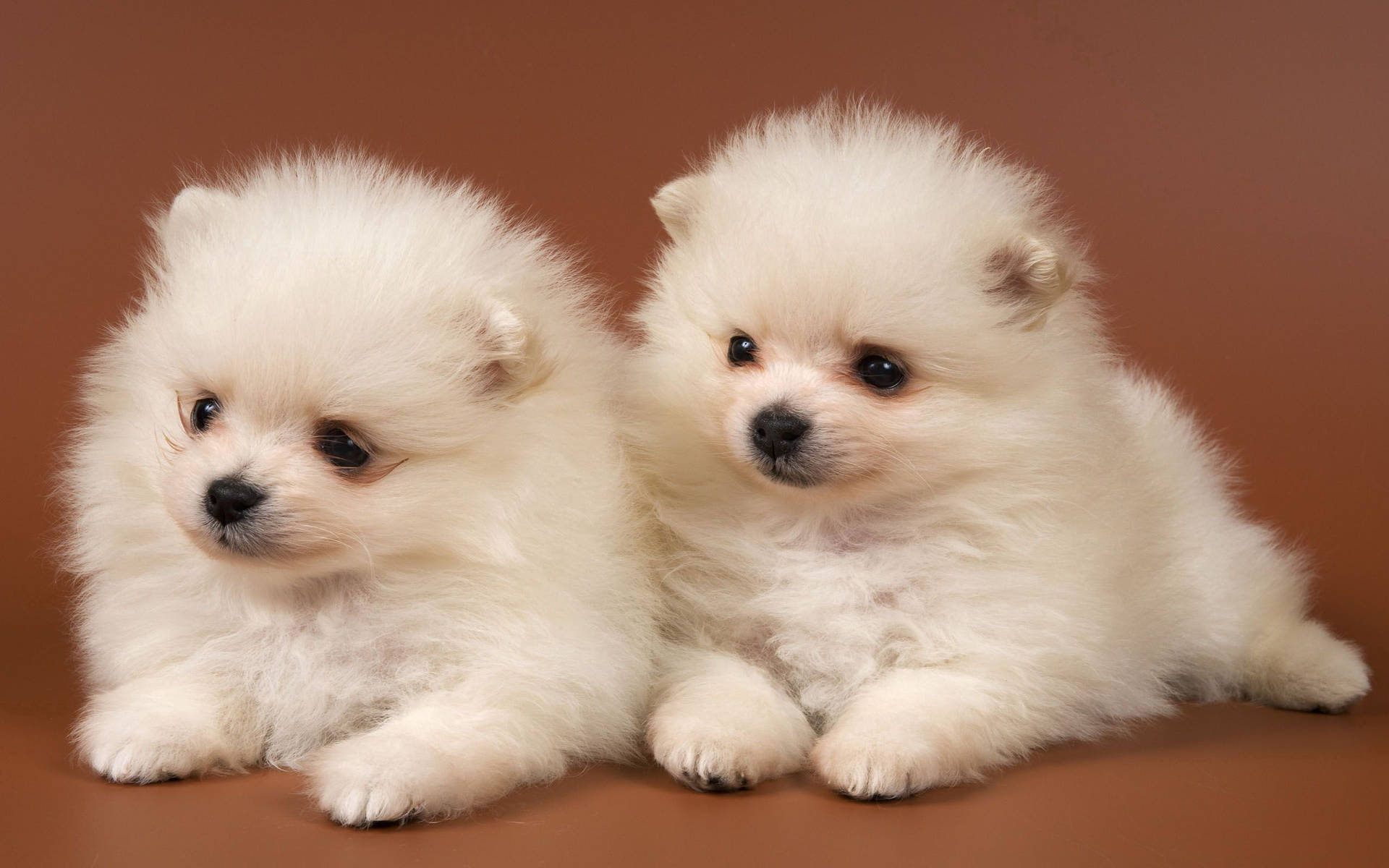 Twin White Pomeranian Puppies