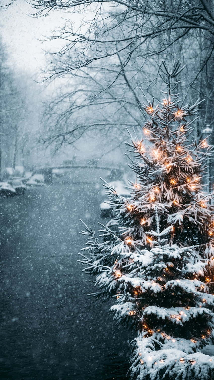 Twinkling Winter Tree Snowfall.jpg Wallpaper