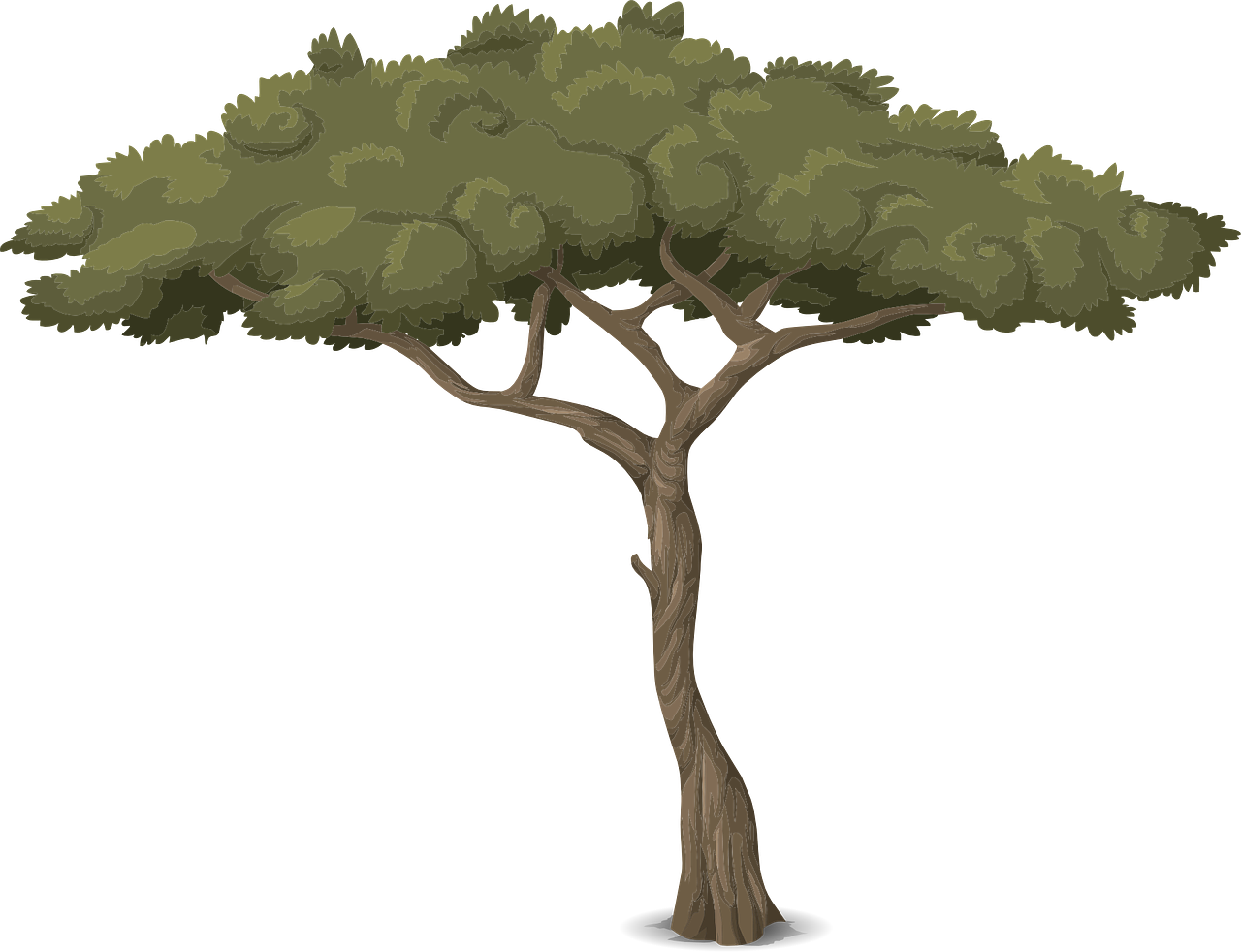 Twisted Tree Trunk Illustration PNG