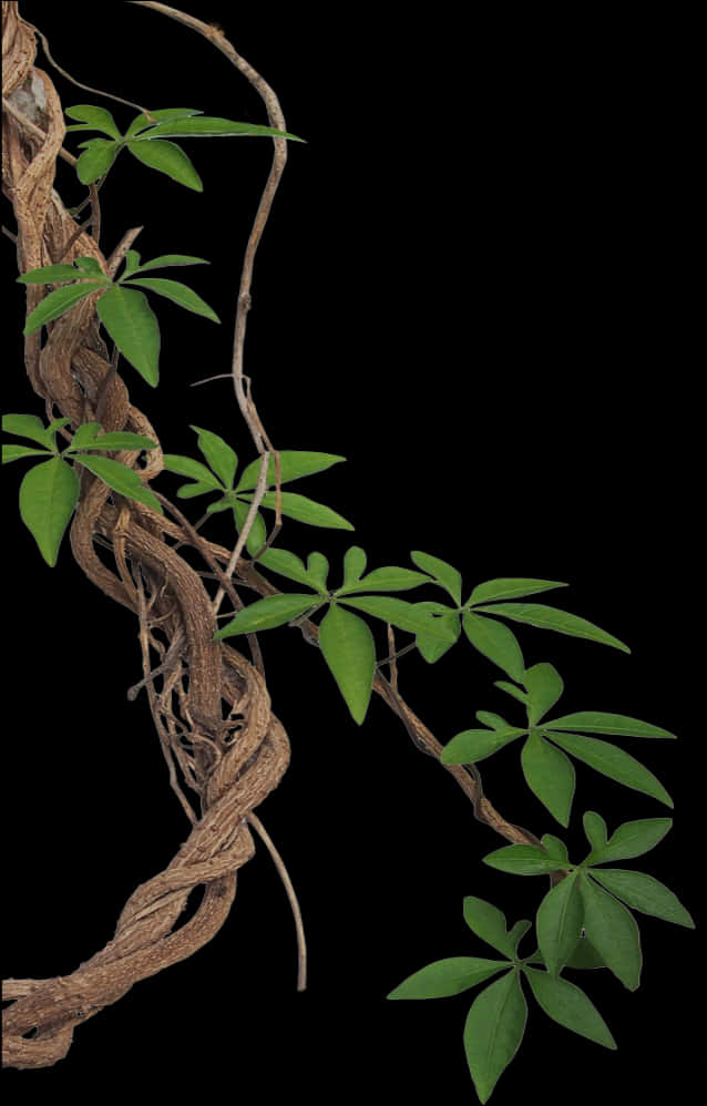 Twisting Vinewith Green Leaves PNG