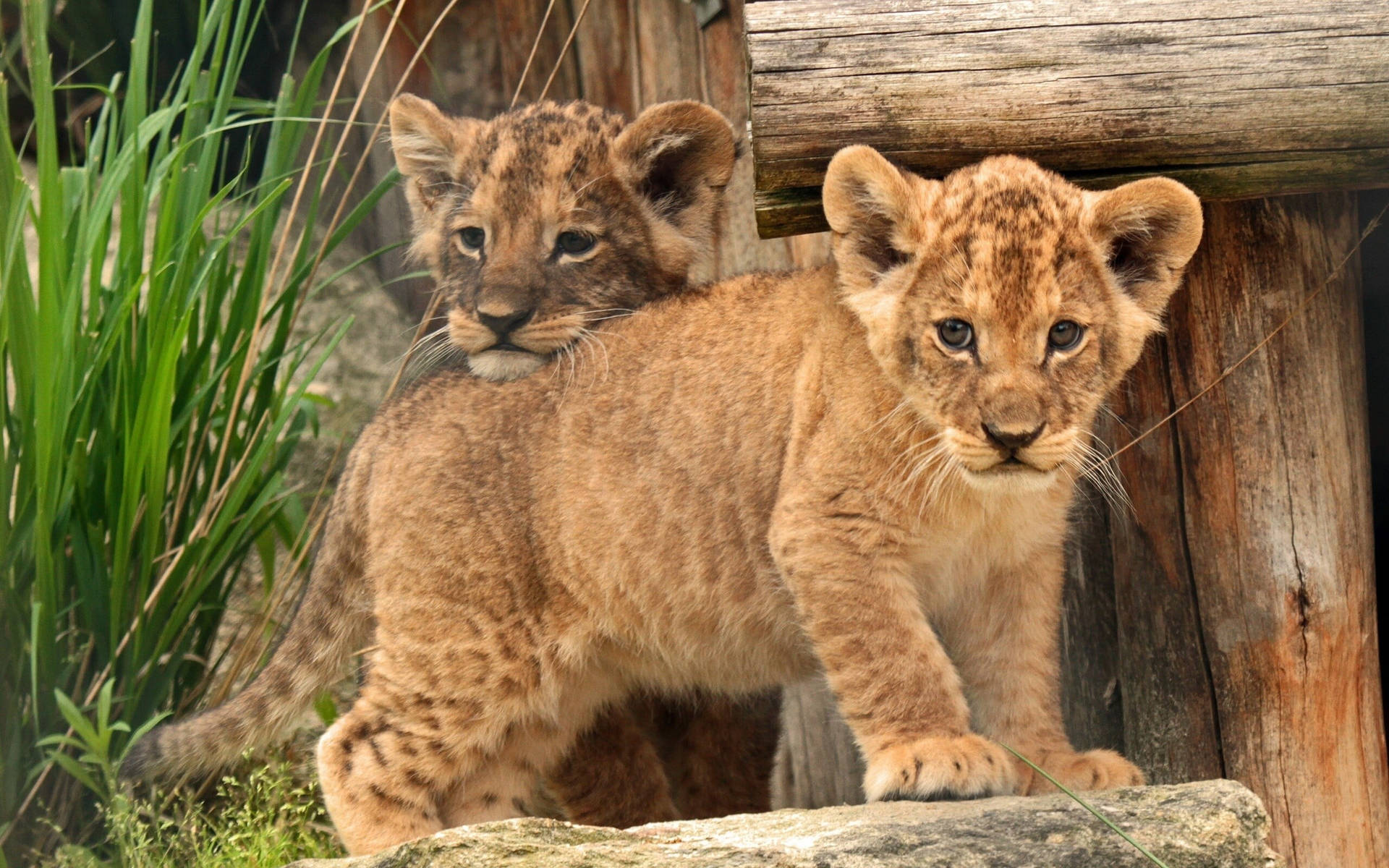 Two Adorable Lion Cubs