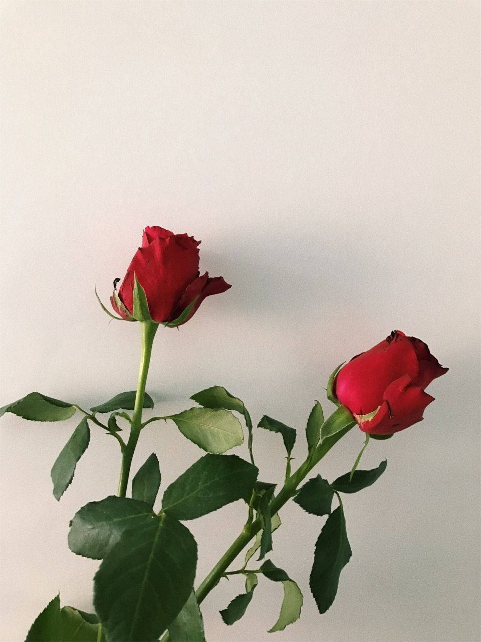 Two Aesthetic Red Roses