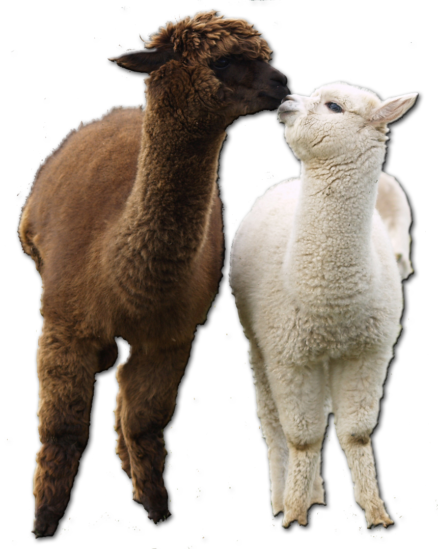 Two Alpacas Affectionate Moment.png PNG