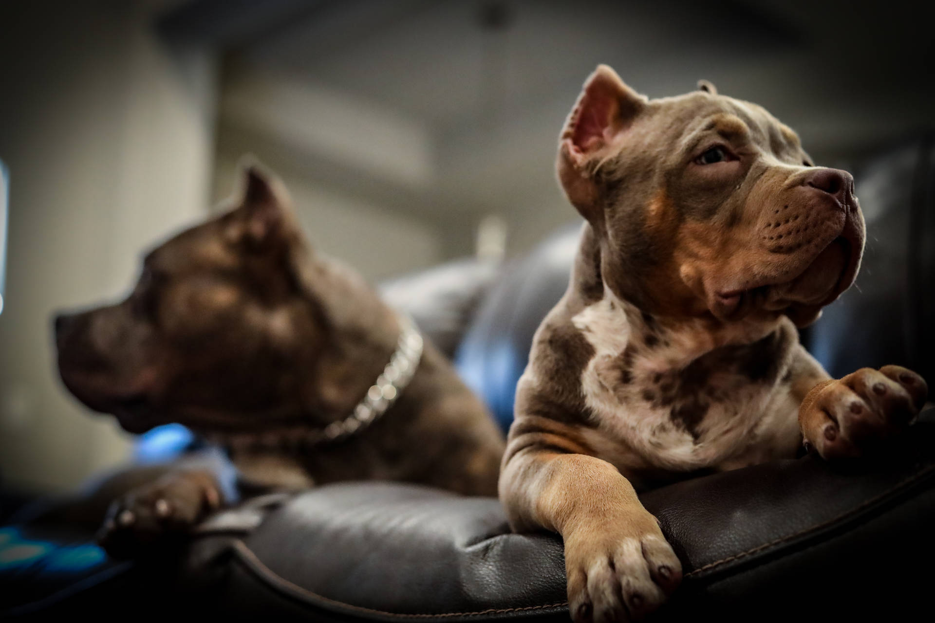 Two American Pitbull Terrier Puppies Wallpaper