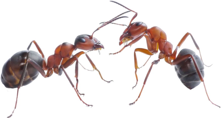 Two Ants Facing Each Other PNG