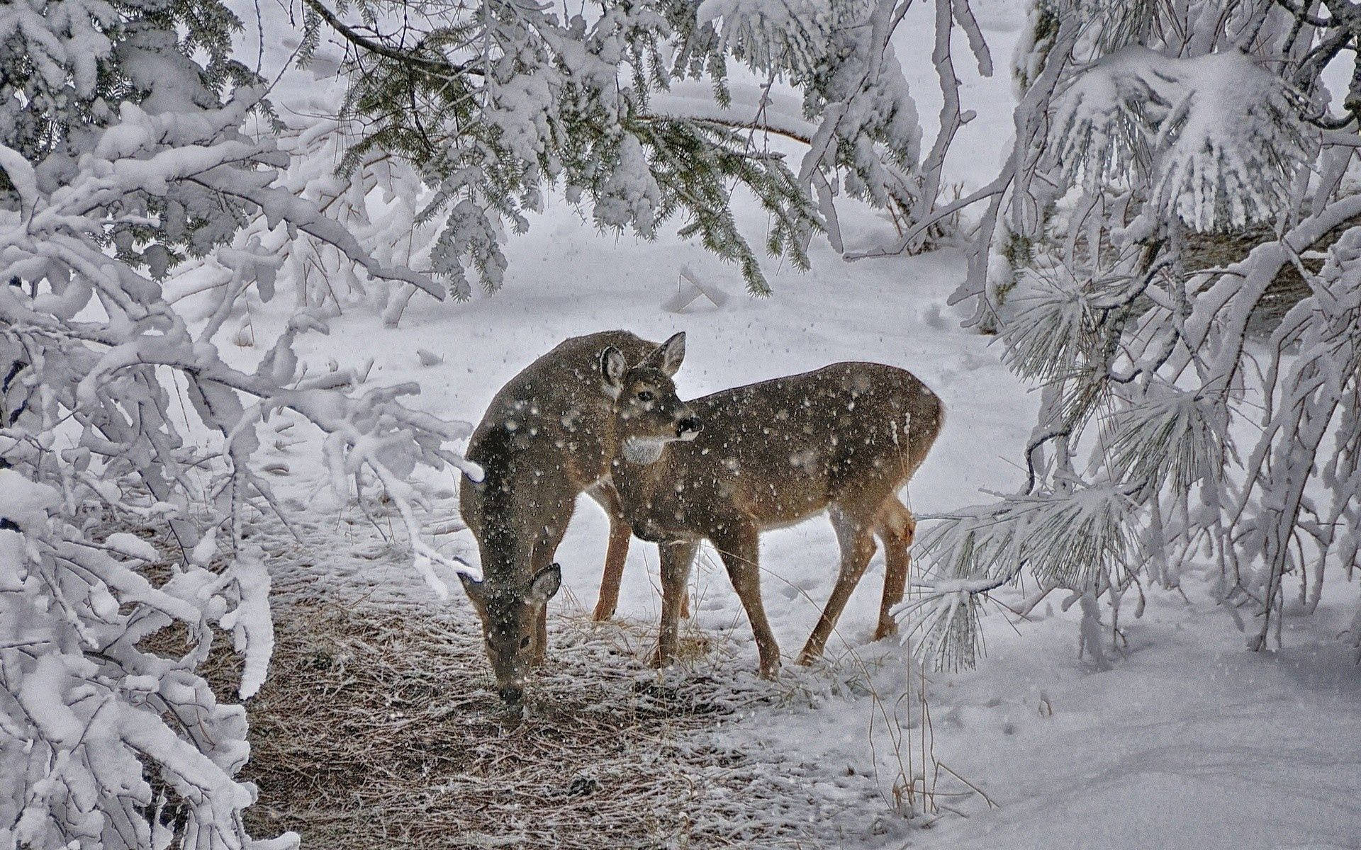 Two Baby Deer in the Snow Wallpaper