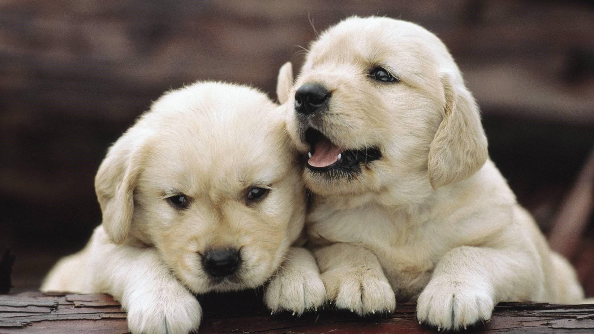 Two Baby Dog Siblings Wallpaper
