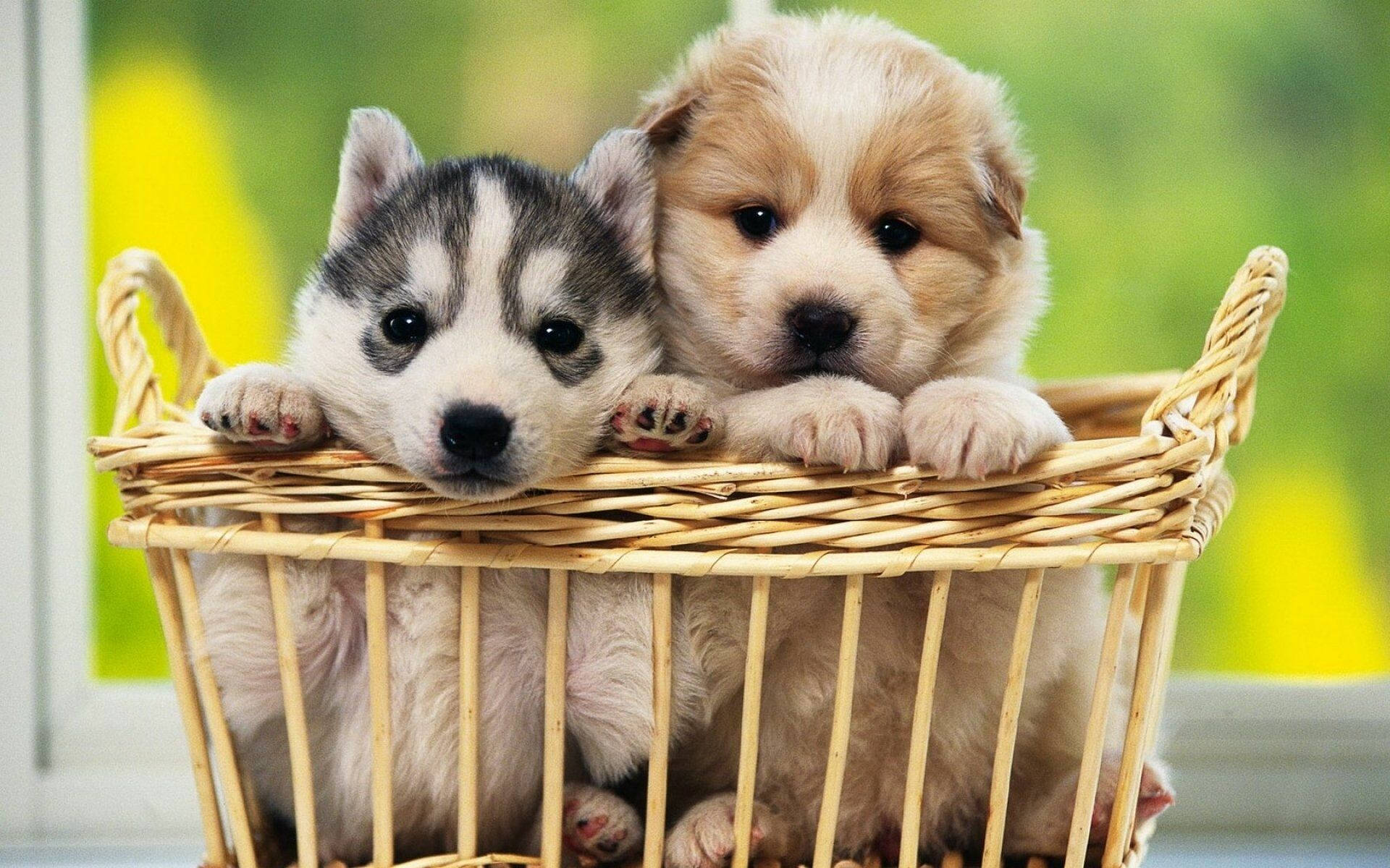 Two Baby Dogs Inside A Basket Wallpaper