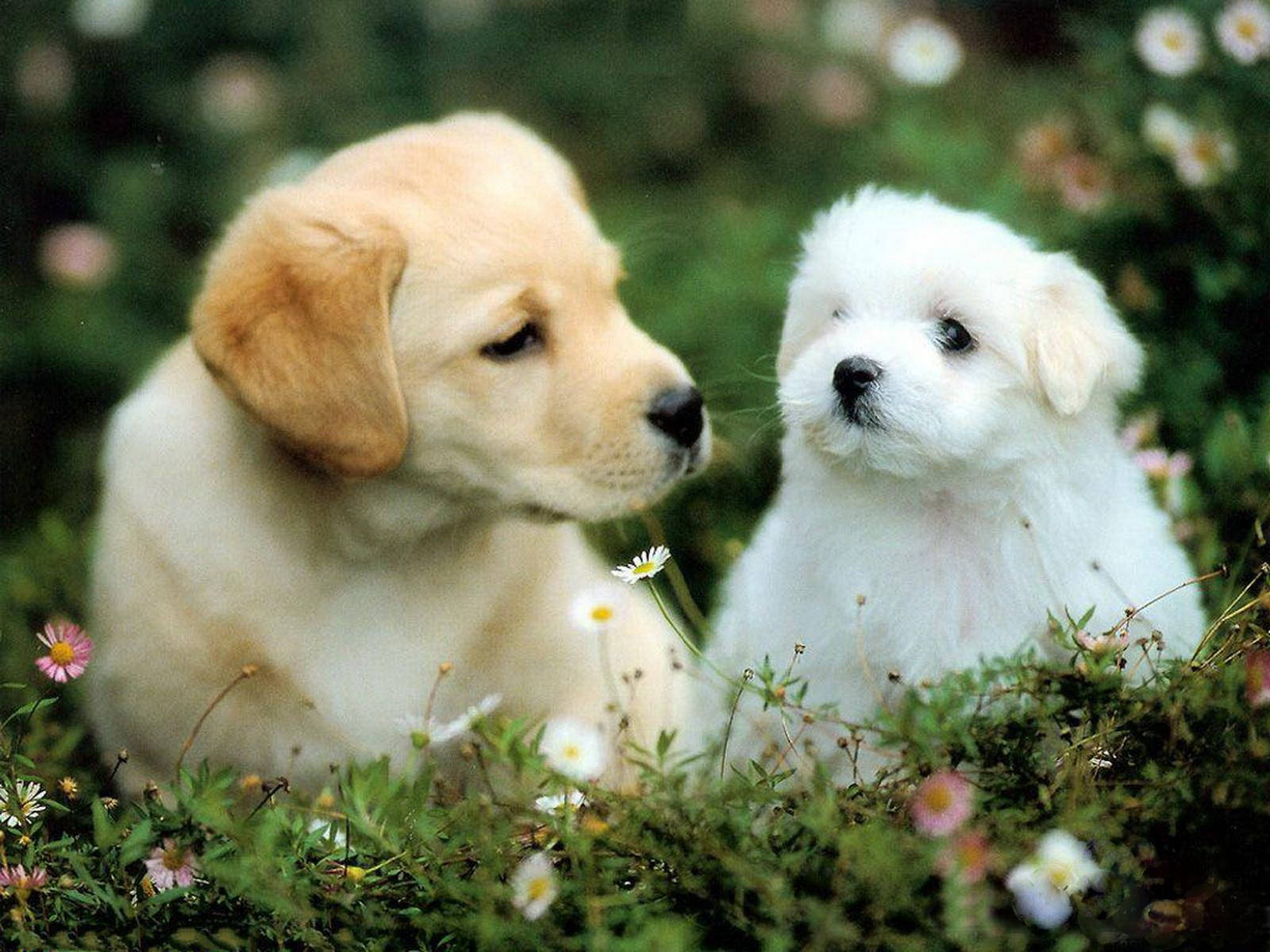 Two Baby Dogs Relaxing Together Wallpaper