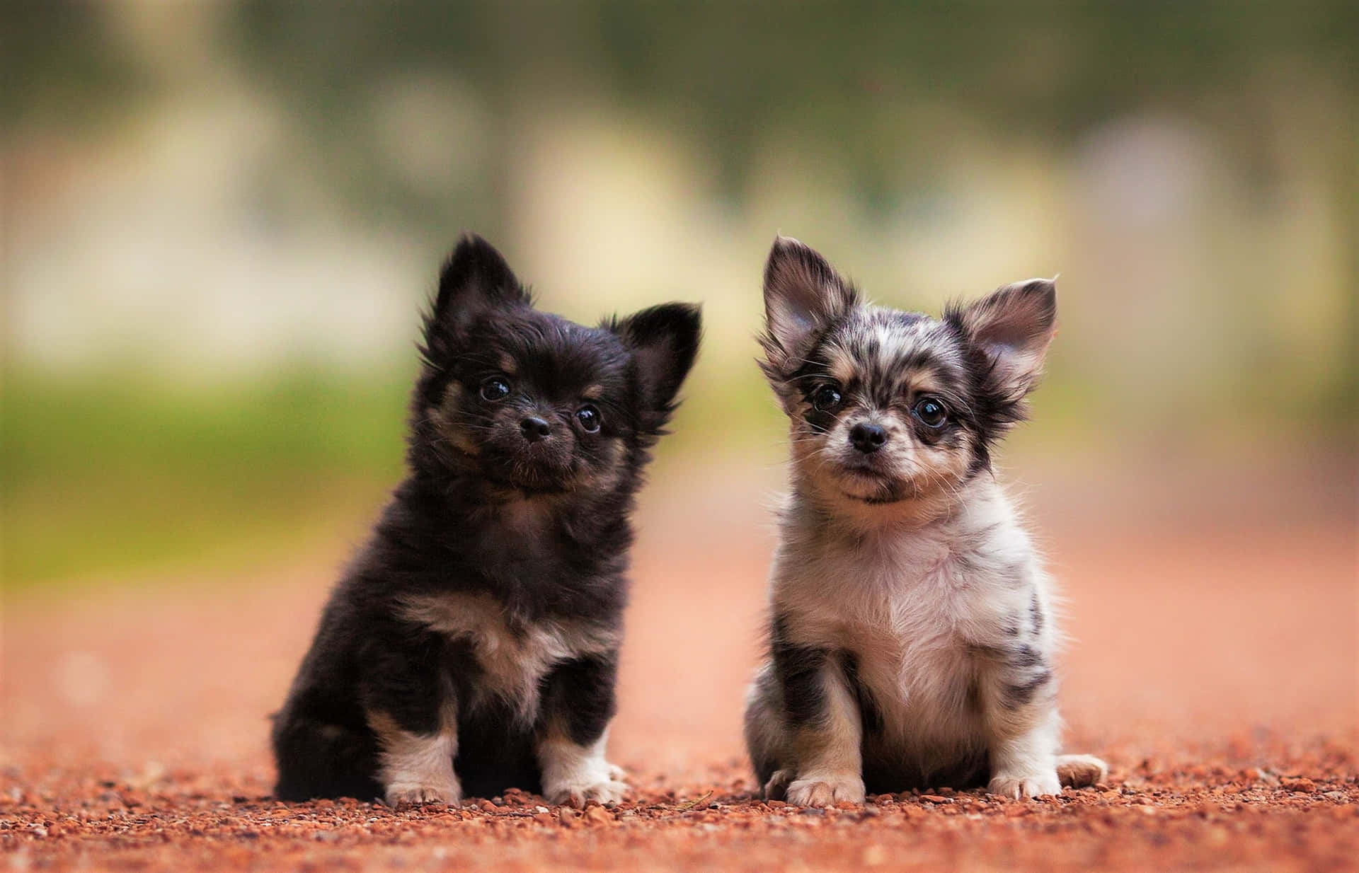 Adorable Pair of Long-Haired Chihuahua Pups Wallpaper
