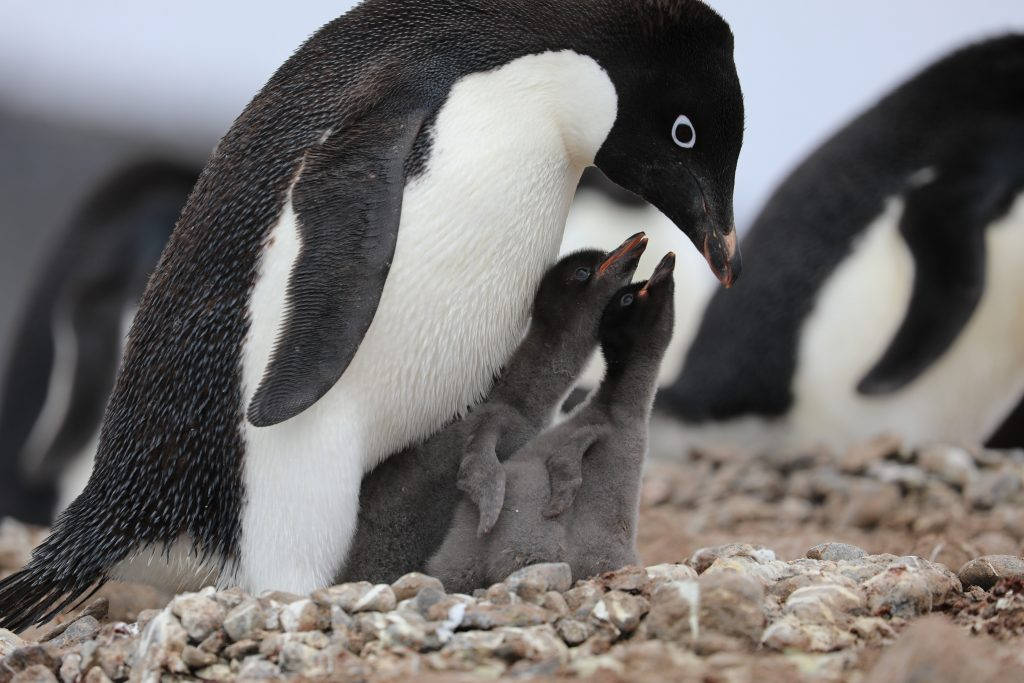 Two Baby Penguins And Parent Wallpaper