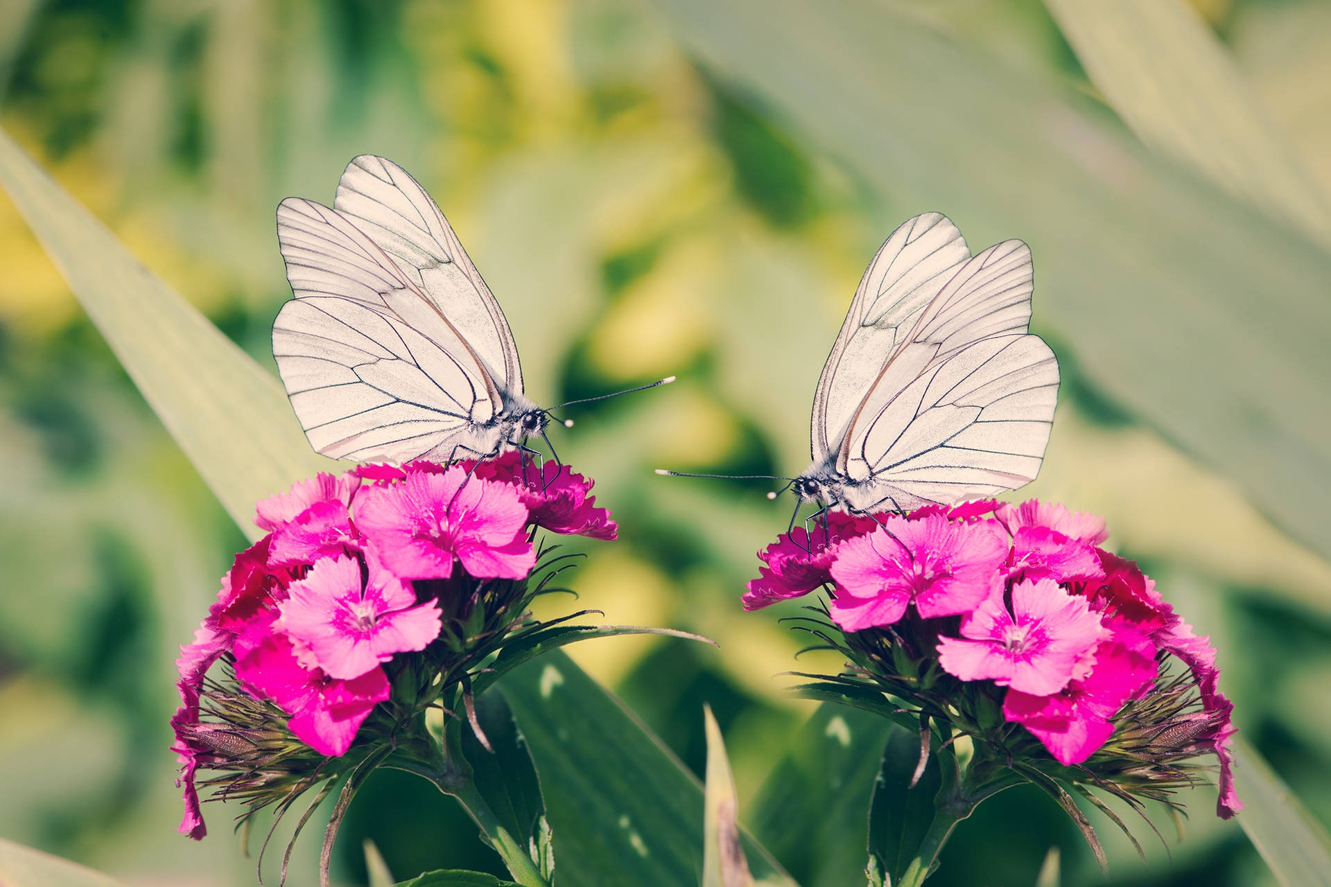 Two Beautiful White Butterflies Wallpaper