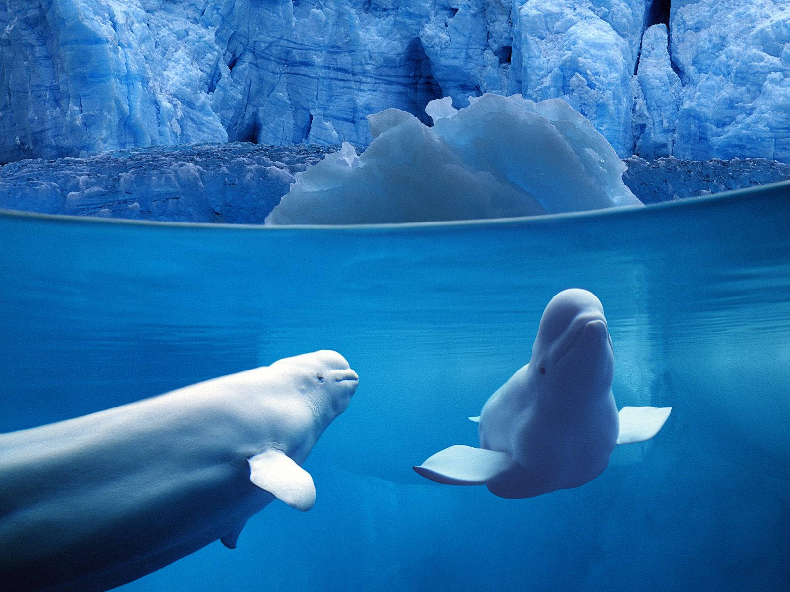 To Belugahvaler Svømmer i det Dybe Blå Hav Wallpaper