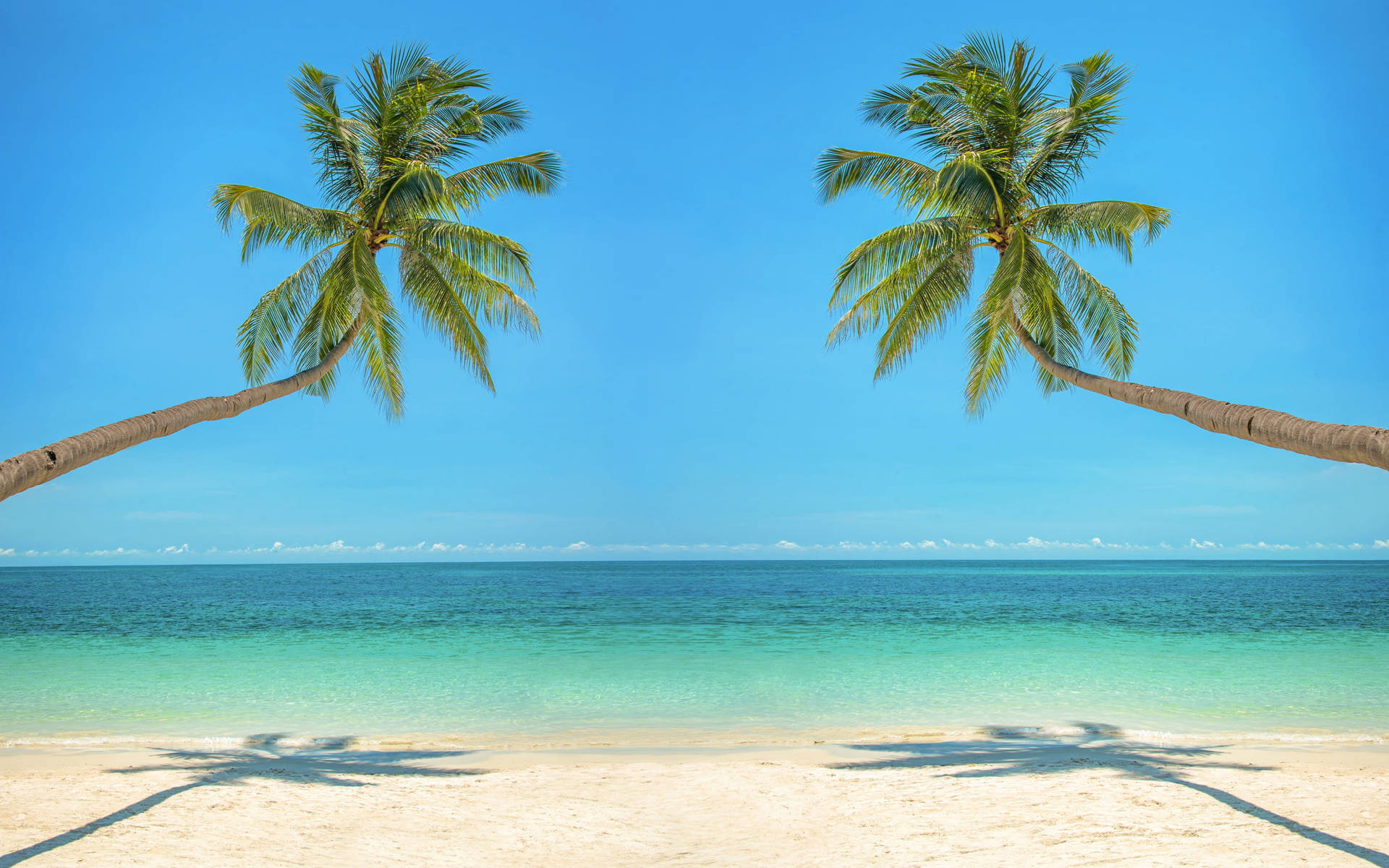 Two Bent Palm Trees Tropical Desktop Wallpaper