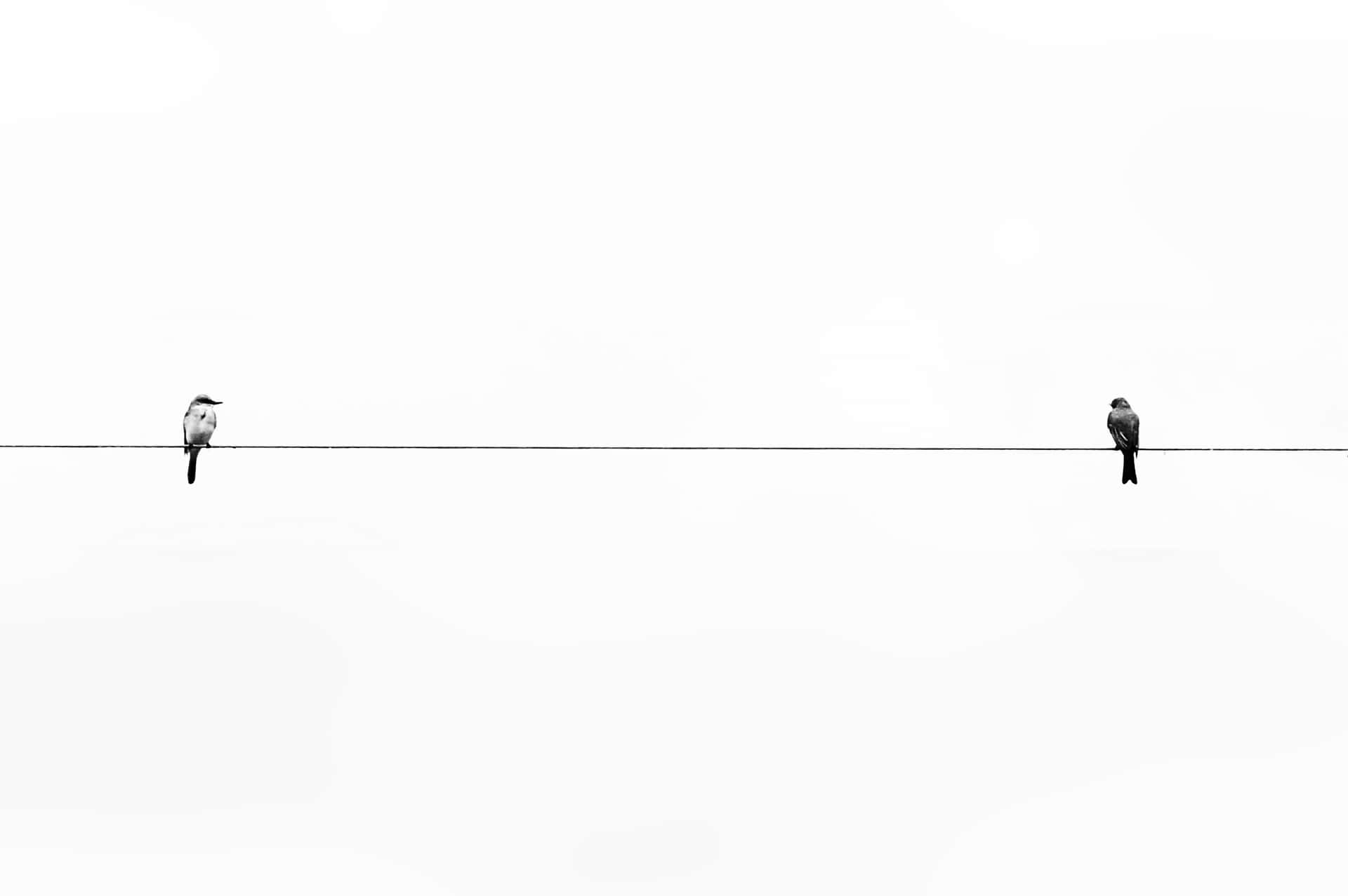 Two Birds One Wire Minimalism.jpg Wallpaper