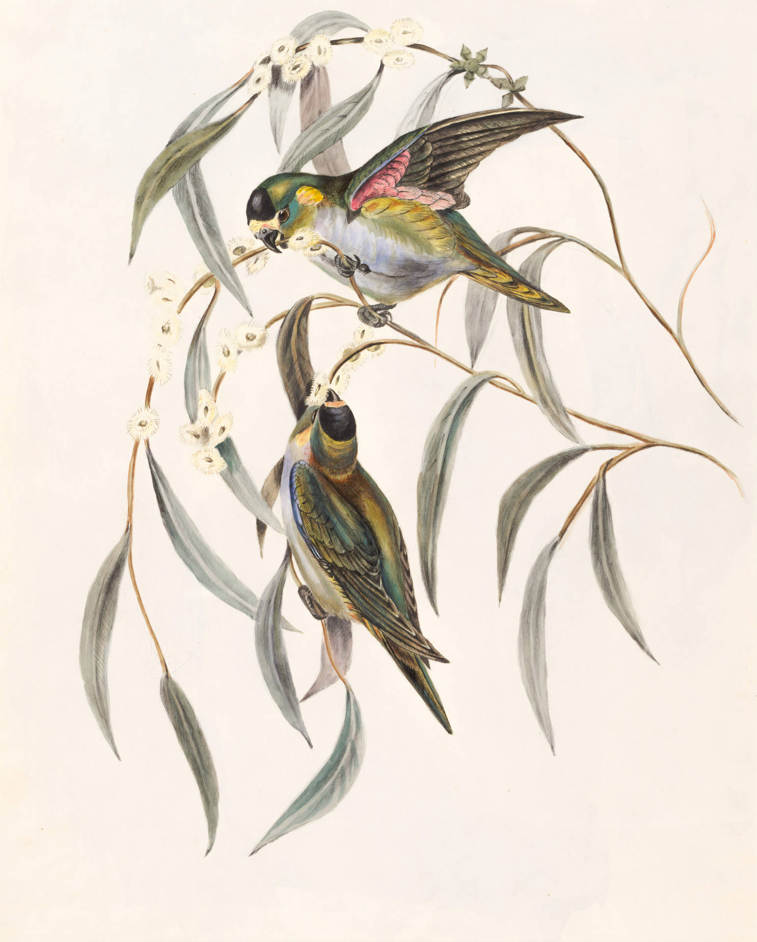 Two Birds Parrots Vintage Painting Wallpaper