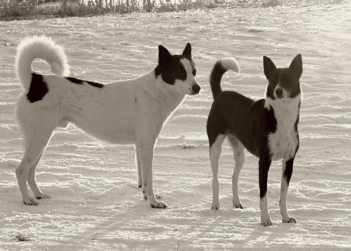 Two Black And White Dogs Wallpaper