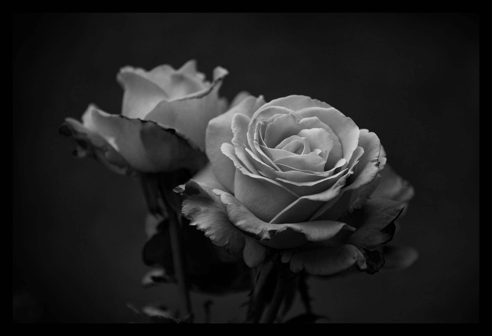 Two Black And White Rose Flowers Wallpaper