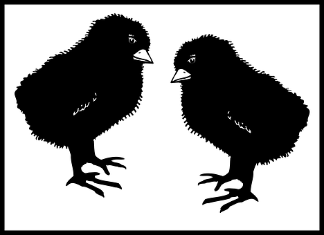 Two Black Chicks Illustration PNG