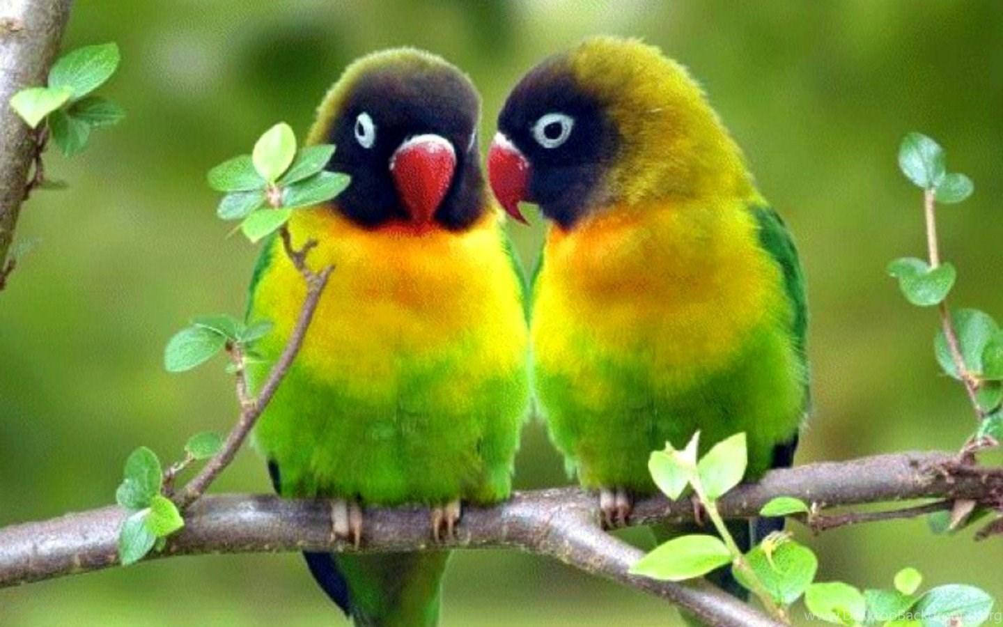 Two Black-masked Lovebird Parrots Wallpaper