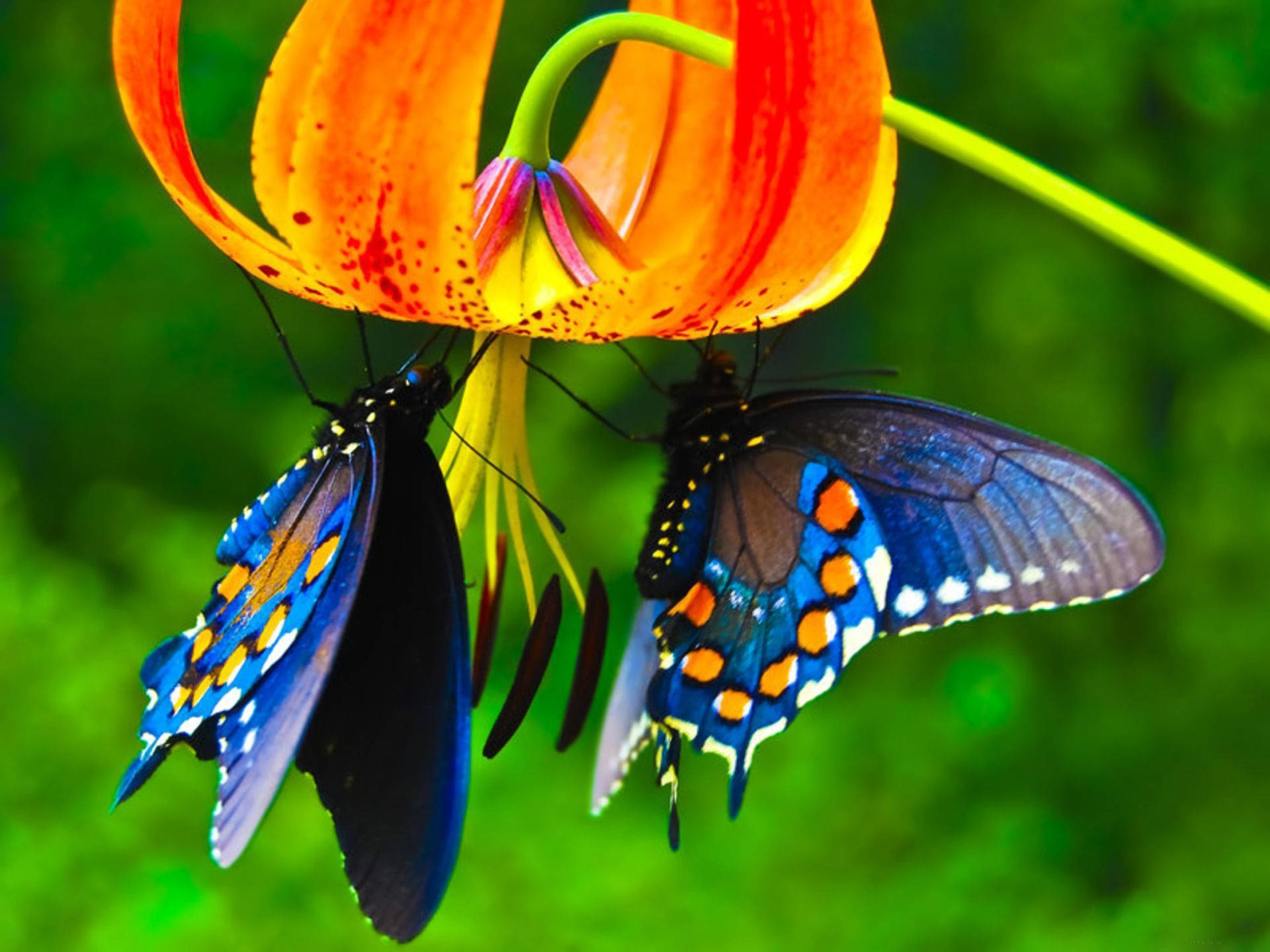 Zweiblaue Schmetterlinge Ästhetik Wallpaper