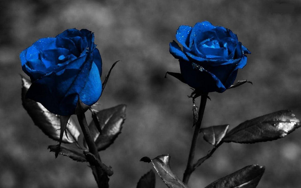 Two Blue Roses On Dark Screen Wallpaper