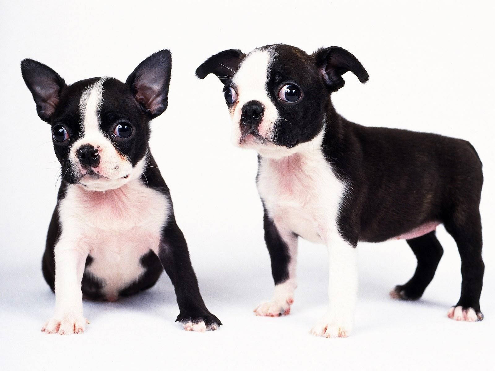 Two Boston Terrier Black And White Dogs Wallpaper