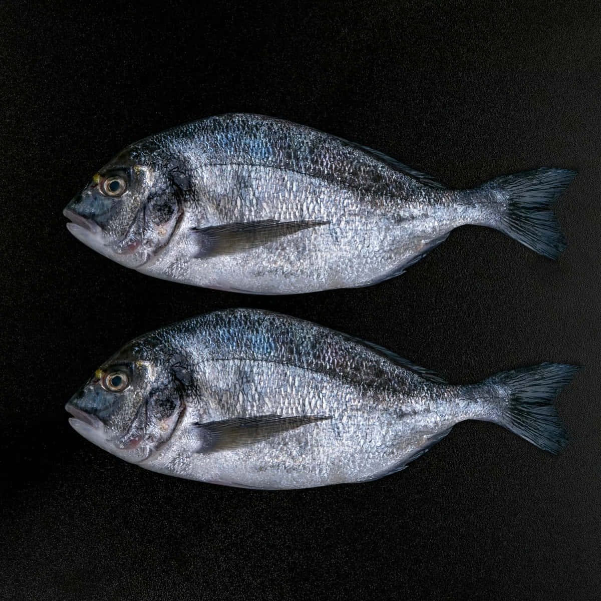 Two Bream Fishon Black Background Wallpaper