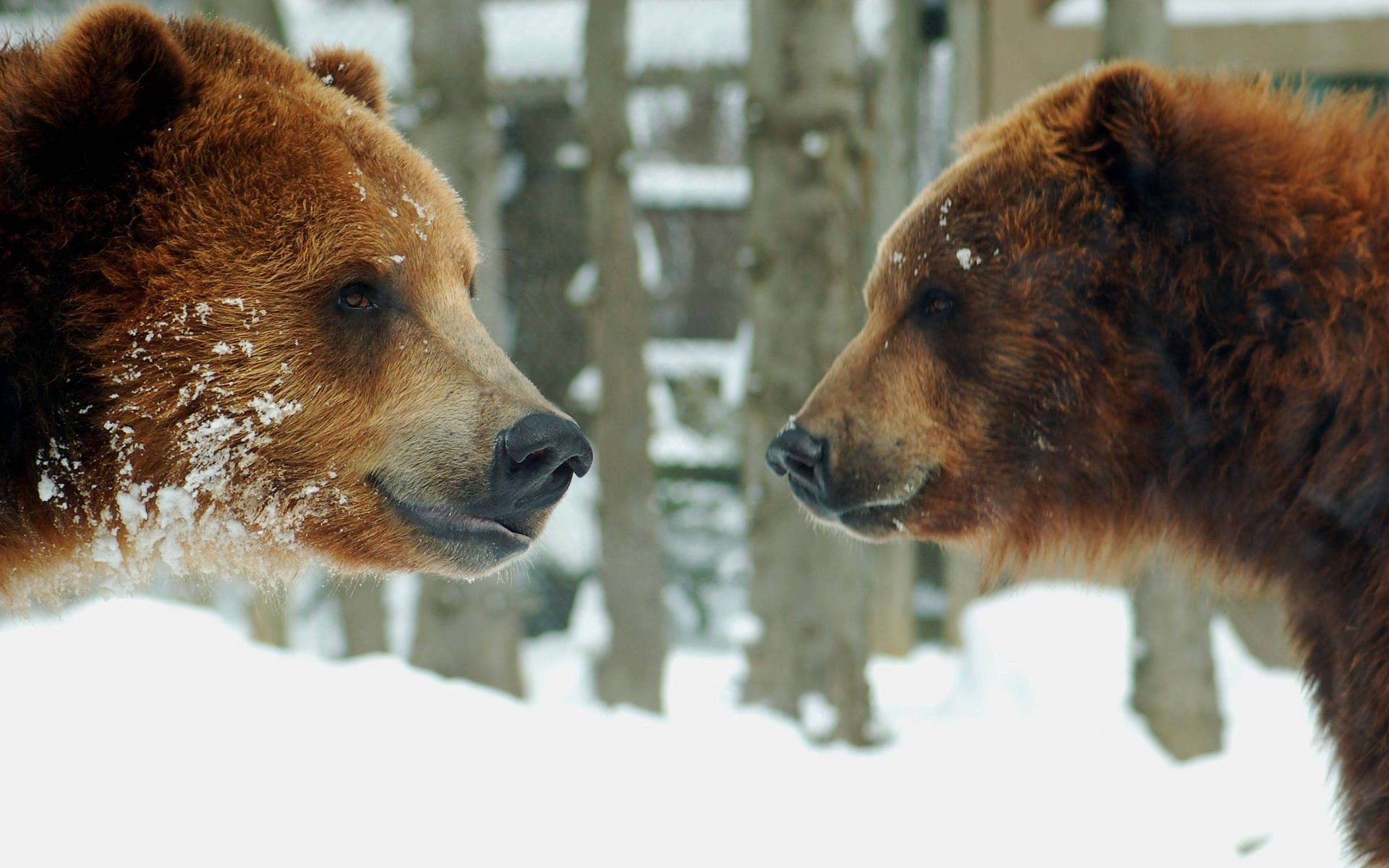 Two brown bears - A picture of two brown bears peacefully walking in their natural habitat. Wallpaper