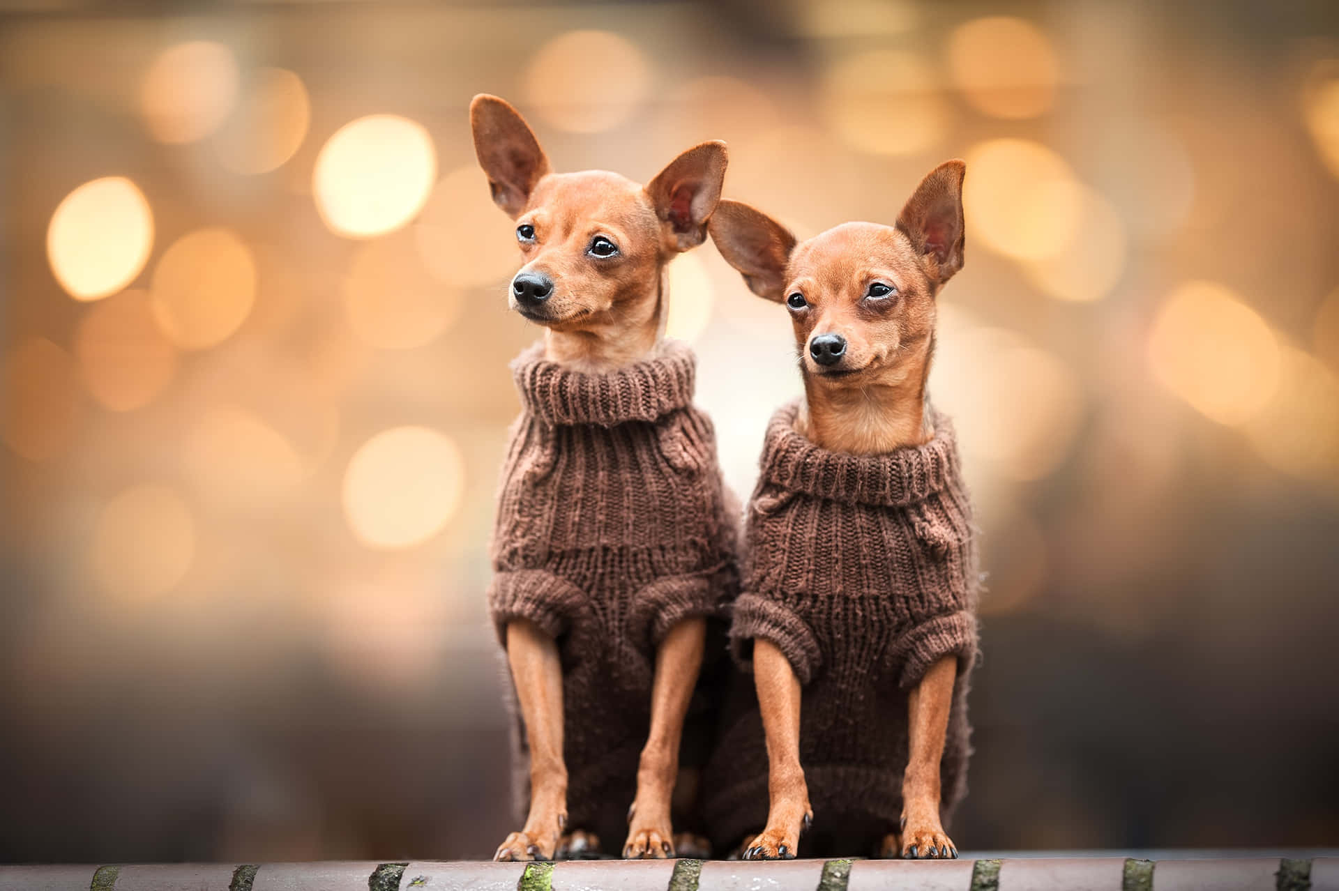 Tvåbrun Chihuahuahundar Som Bär Tröja. Wallpaper
