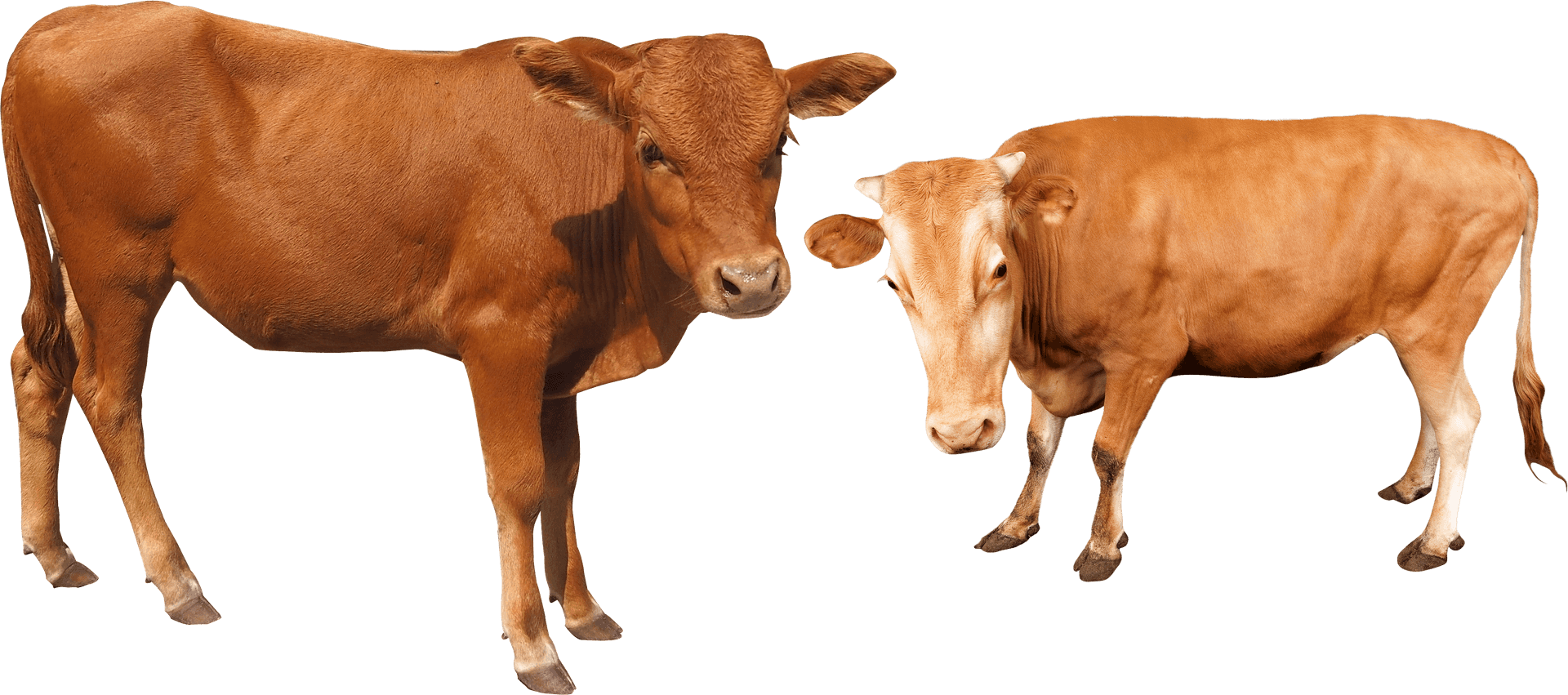 Two Brown Cows Transparent Background PNG