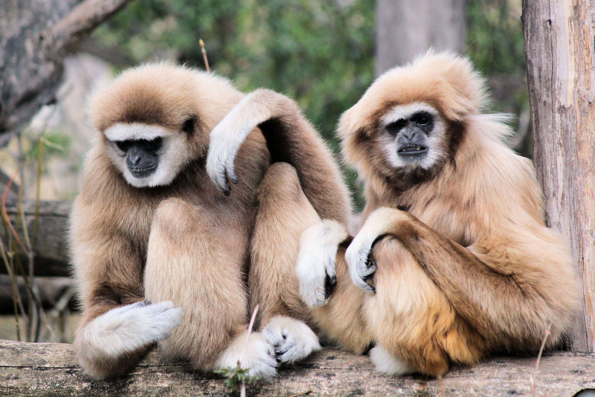 Two Brown Gibbons Wallpaper