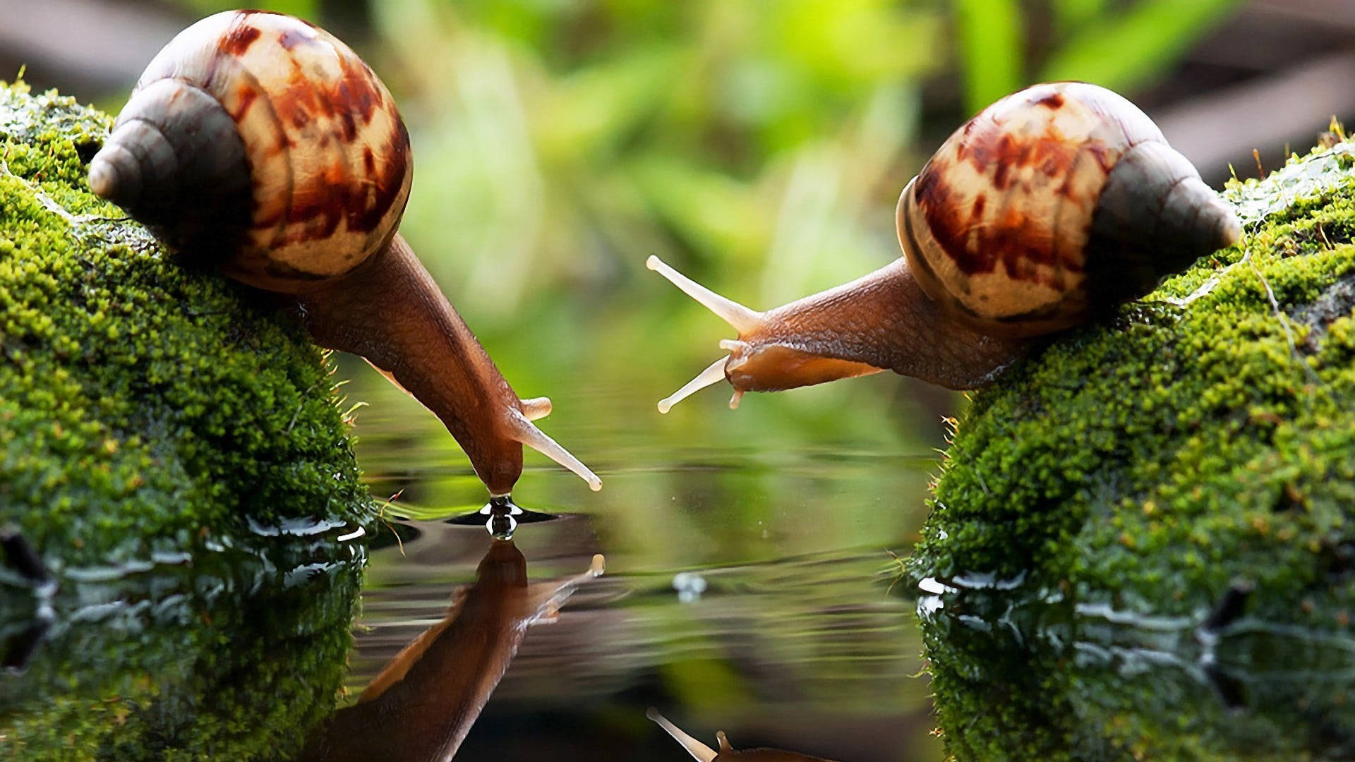 Two Brown Snails Drinking Water Background