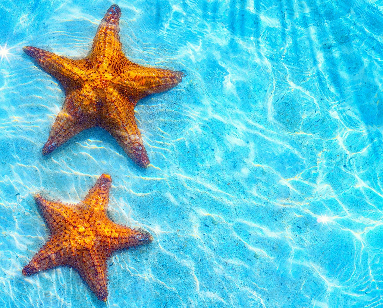 Two Brown Starfish Blue Ocean Wallpaper