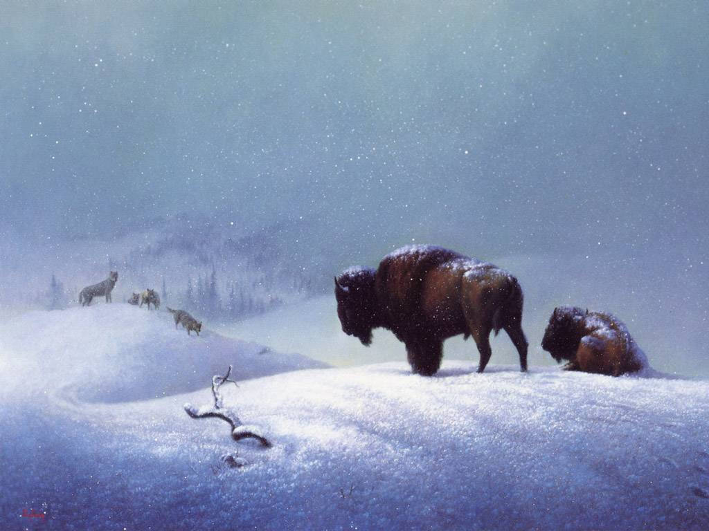 Dosbúfalos En La Nieve. Fondo de pantalla