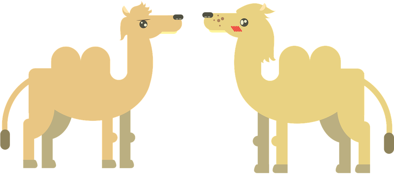 Two Camels Cartoon Faceoff PNG