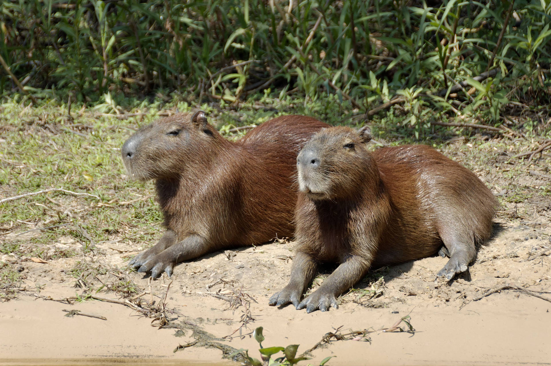 Two Capybaras Relaxing Wallpaper