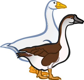 Two Cartoon Geese Illustration PNG