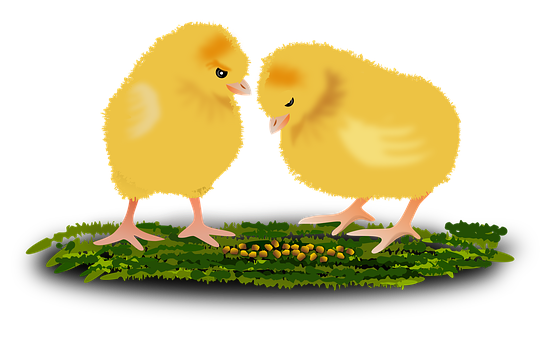 Two Chicks Standing On Grass PNG