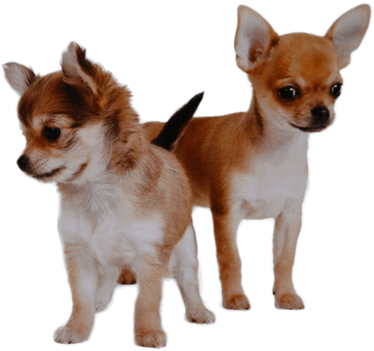 Download Two Chihuahuas Standing | Wallpapers.com