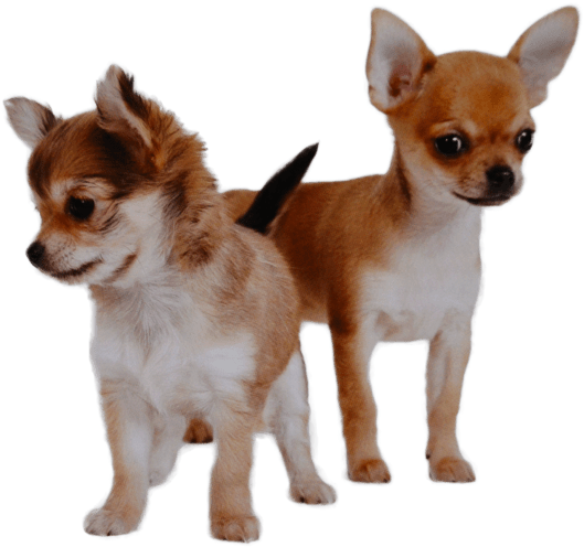 Two Chihuahuas Standing PNG
